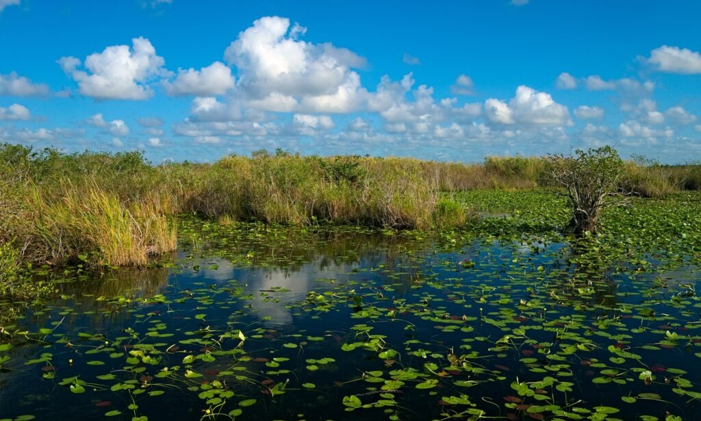 Everglades