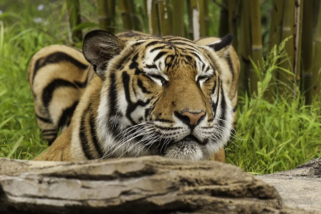 Tygrys w ZOO w Jacksonville