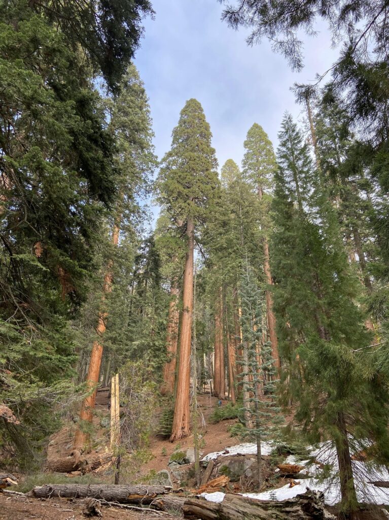 Redwood National and State Parks