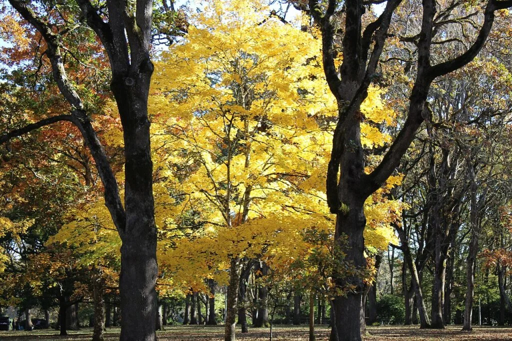 Bush’s Pasture Park