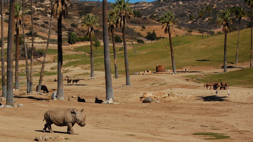 Biały nosorożec w ogrodzie zoologicznym w San Diego