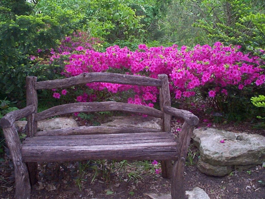 Azalie w Ogrodzie Botanicznym w Wichita