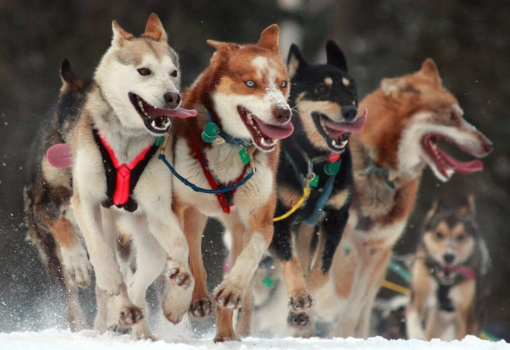 Psi zaprzęg podczas startu w wyścigu Iditarod - jednego z najtrudniejszych i najbardziej prestiżowych wyścigów psich zaprzęgów